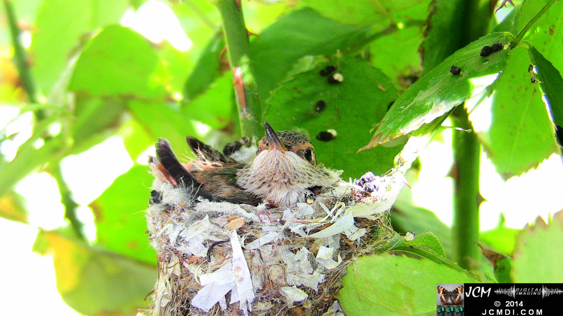 Allens Hummingbird chick and nest image 3-27-2014